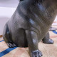 Hippo Emerges From Water Coffee Table